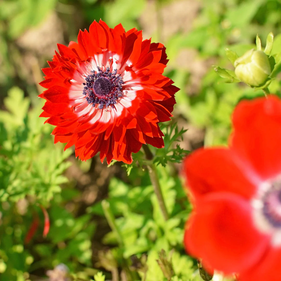Red Double Daisy Anemone Seeds