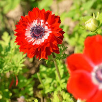 Red Double Daisy Anemone Seeds