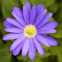 Blue Shades Grecian Windflowers Seeds