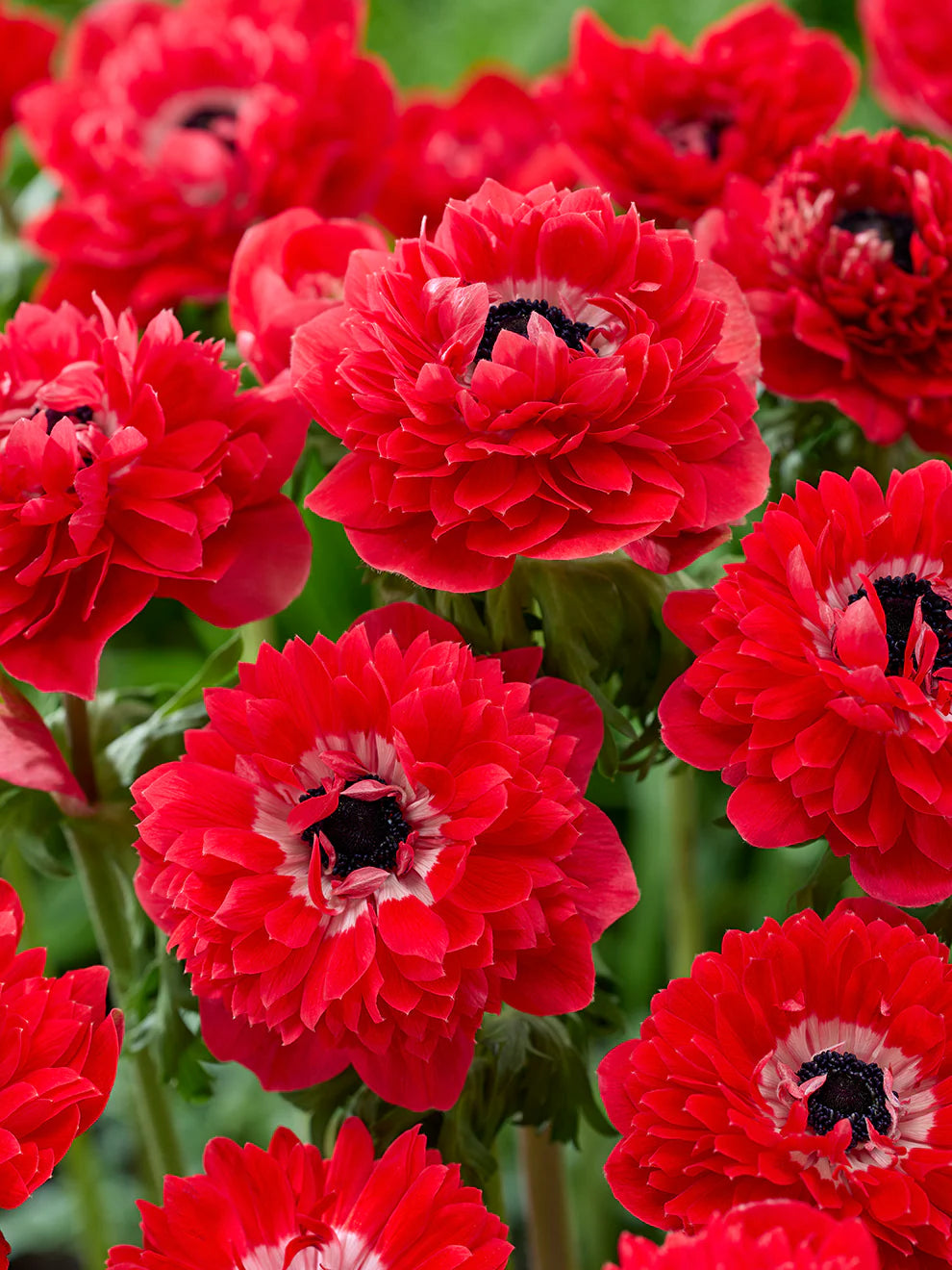 Red Double Daisy Anemone Seeds