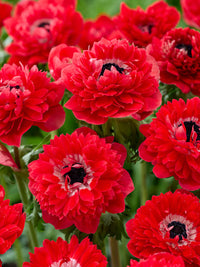 Red Double Daisy Anemone Seeds