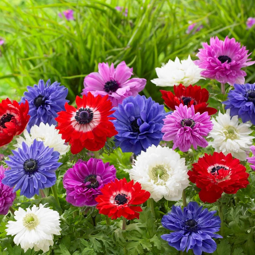 Double-flowered Anemone Seeds (Mixed Colors)