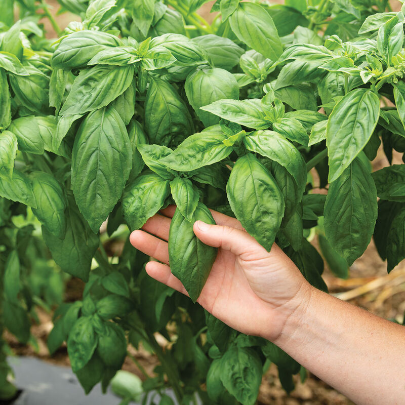 Prospera? DMR (PS5) – Organic Basil Seed