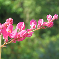 Coral Vine
