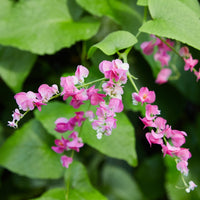 Coral Vine