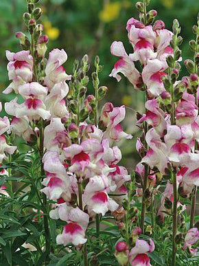 Snapdragon- Lucky Lips