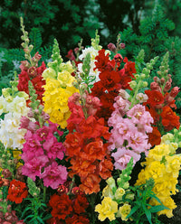 Heirloom Antirrhinum Flower Seeds, Non-GMO, Snapdragon Blooms for Garden Borders