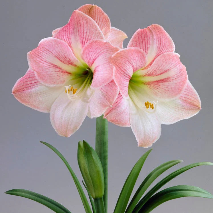 Gnome and Ladder Amaryllis Stake Seeds