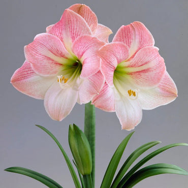 Gnome and Ladder Amaryllis Stake Seeds