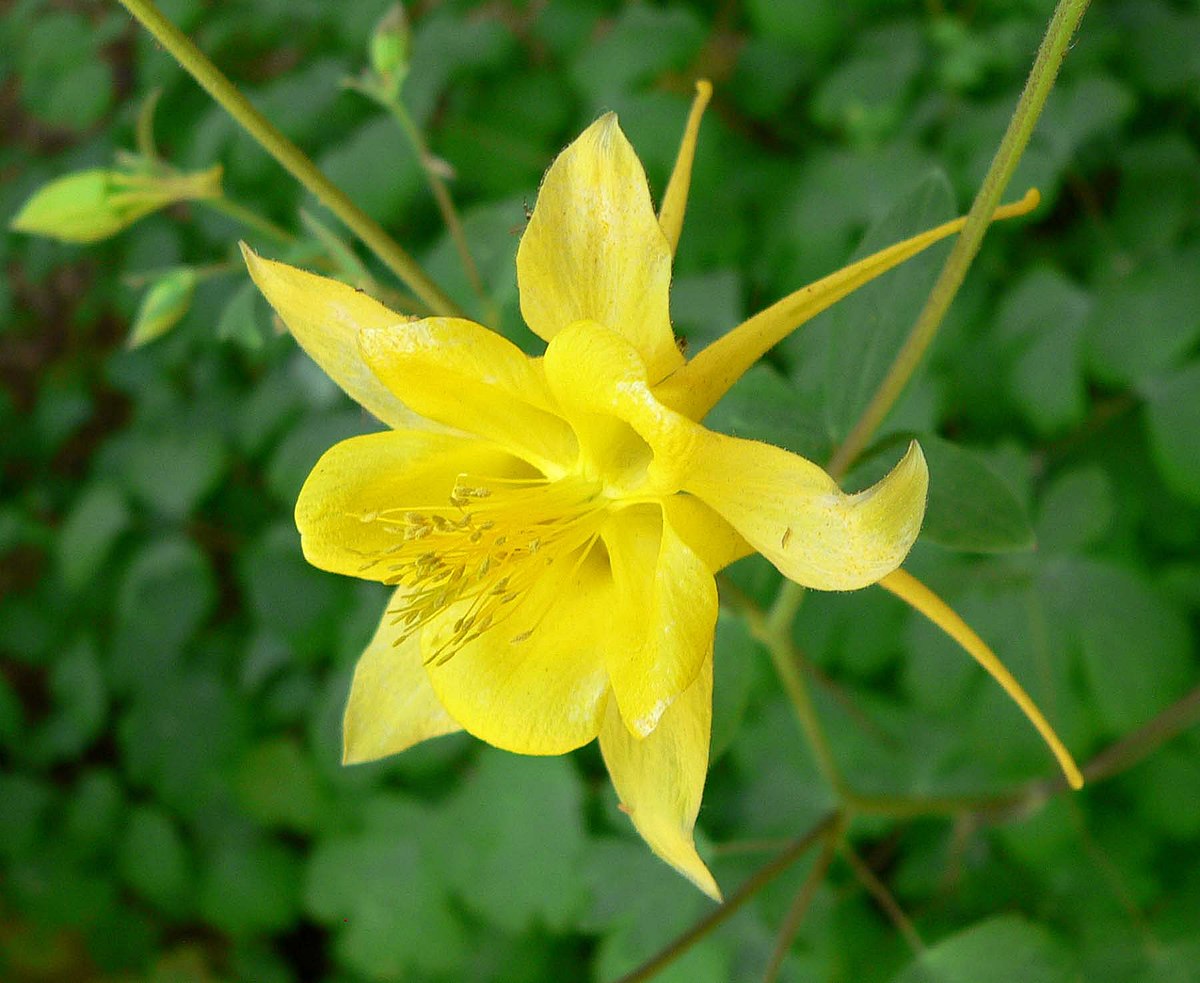 Heirloom Non-GMO Golden Columbine Flower Seeds for Planting – Bright Perennial Blooms for Shade Gardens - Non-GMO for planting in home garden
