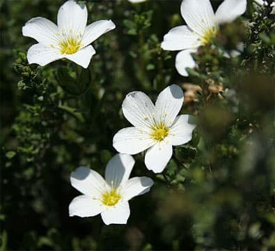 Mountain Sandwort