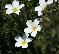 Mountain Sandwort