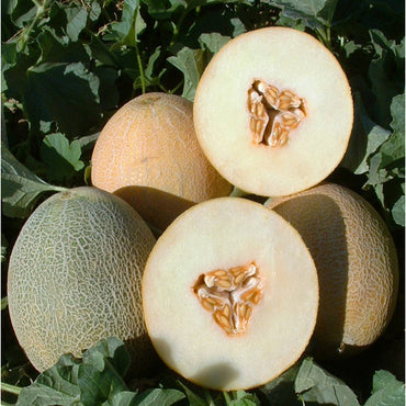 San Juan – Melon Seed