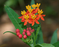 Apollo Orange – Asclepias Seed