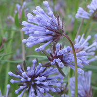 Heirloom (Heirloom scientific name) for planting in garden