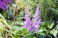 Heirloom Non-GMO Astilbe Pumila Flower Seeds for Planting – Shade-Loving Perennial Blooms