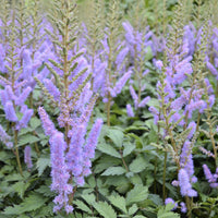 Lavender Astilbe
