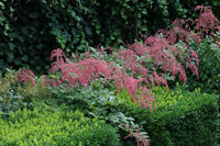 Straussenfeder Astilbe