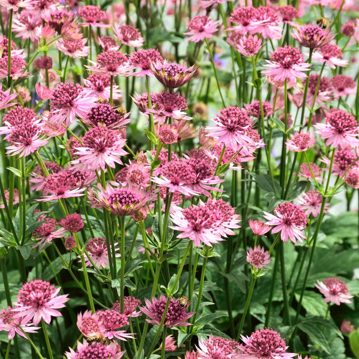 Heirloom Non-GMO Astrantia Pincushion Flower Seeds – Perennial Flower Seeds for Planting