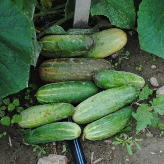 Citadel – Cucumber Seed