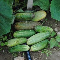 Citadel – Cucumber Seed