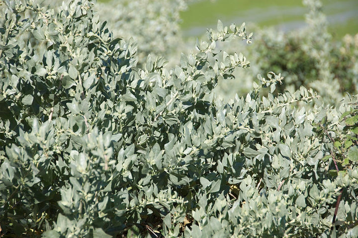 Heirloom Saltbush Plant Seeds for Planting, Non-GMO