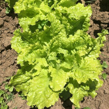 Lettuce- Australian Yellow Leaf