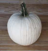 Moonshine – Pumpkin Seed