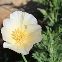 Californian Poppy- Alba