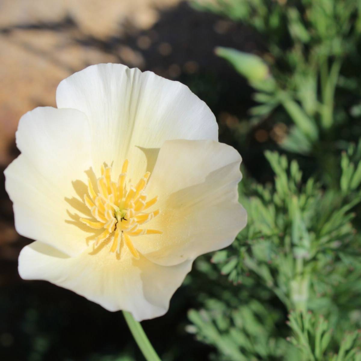 Californian Poppy- Alba