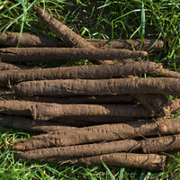 Salsify- Mammoth Sandwich