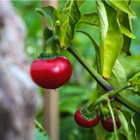 Chilli- Red Cherry Hot
