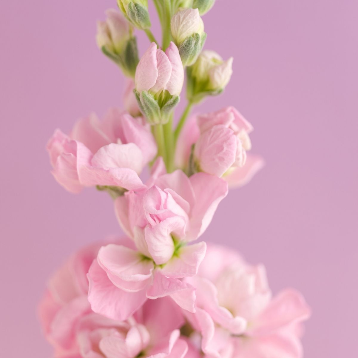Stock- Giant Column Apple Blossom