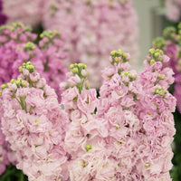 Stock- Giant Column Apple Blossom