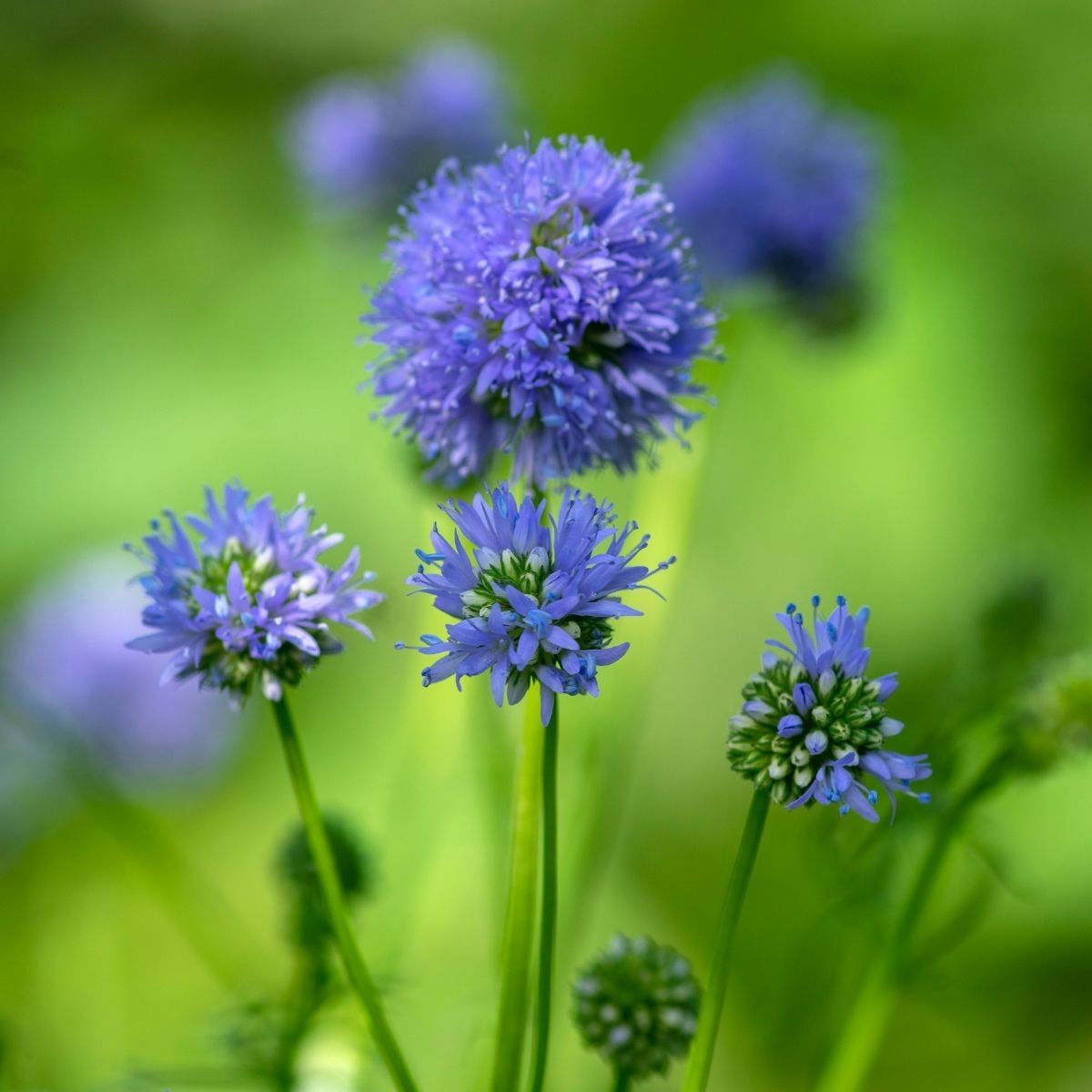 Gilia- Queen Anne's Thimble