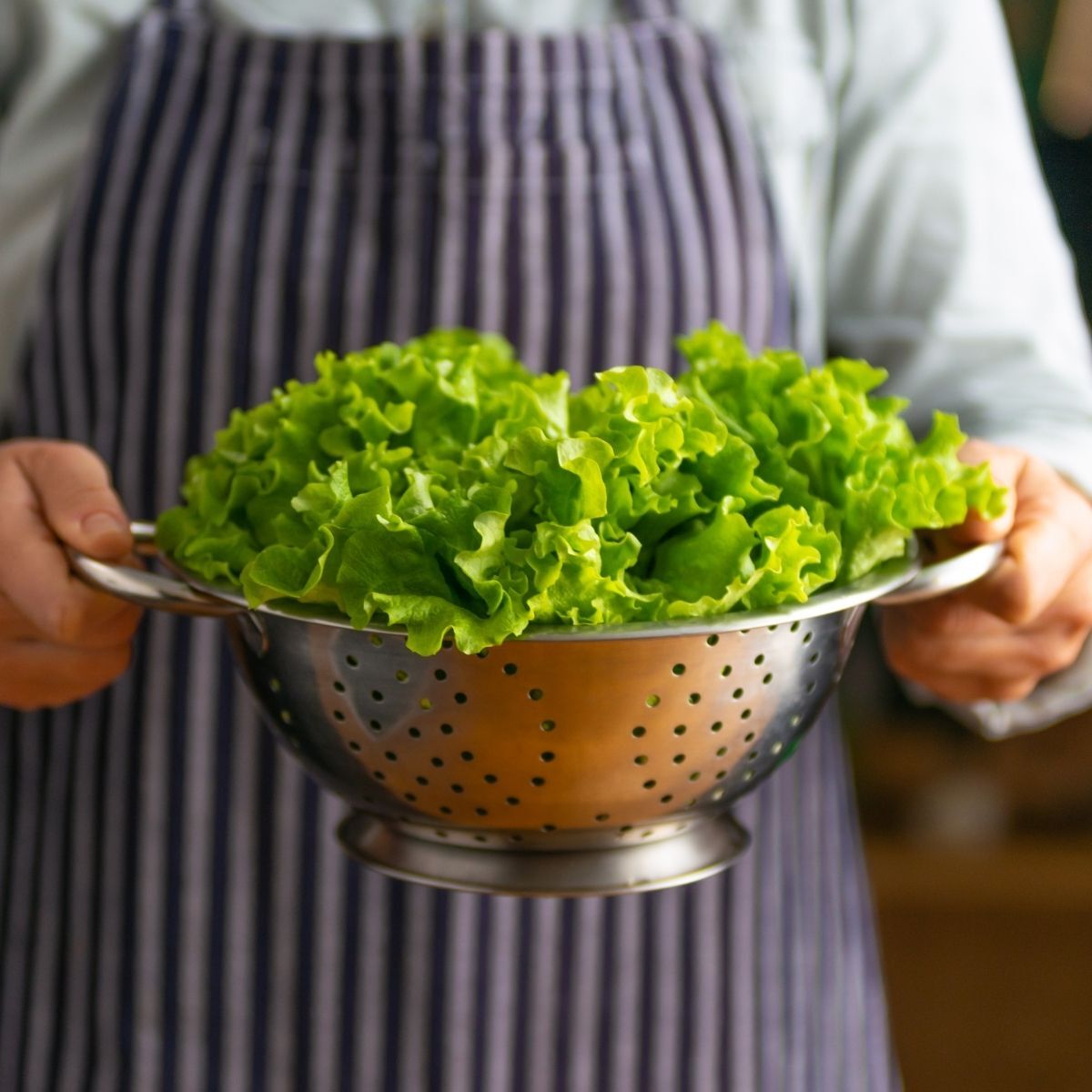 Lettuce- Grand Rapids