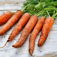 Carrot- Scarlet Nantes