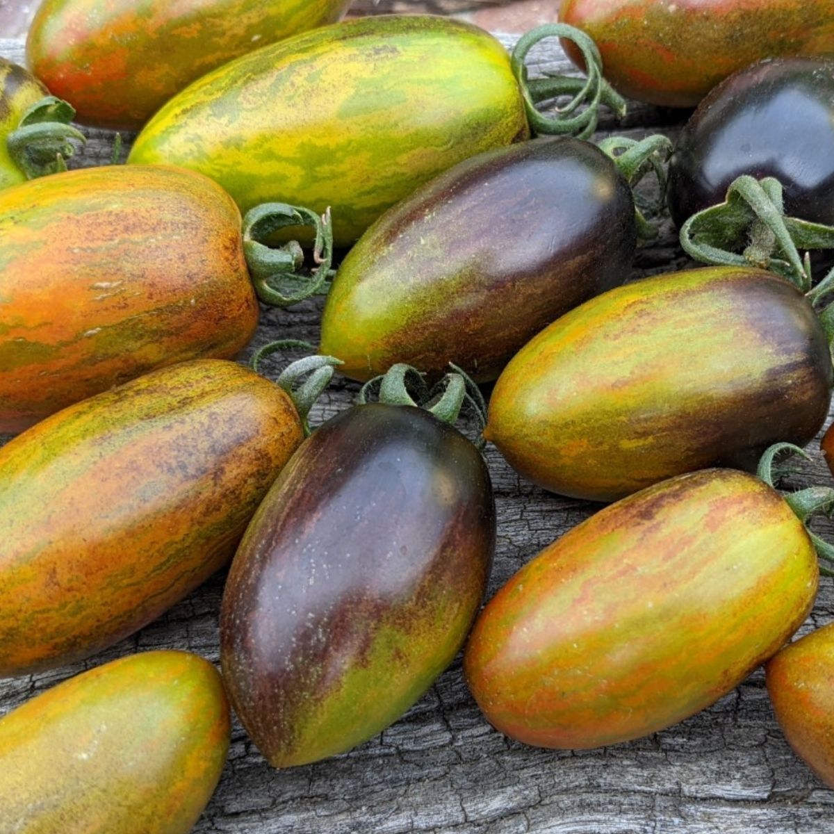 Tomato- Brad's Atomic Grape