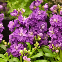 Stock- Giant Column Miracle Blue