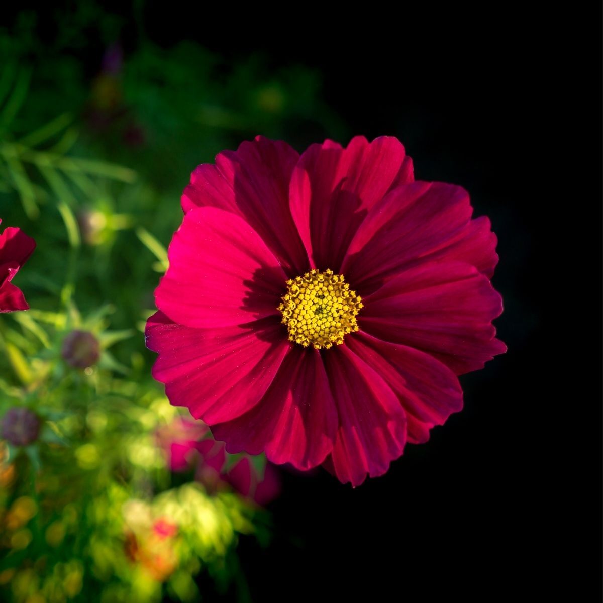 Cosmos- Versailles Red