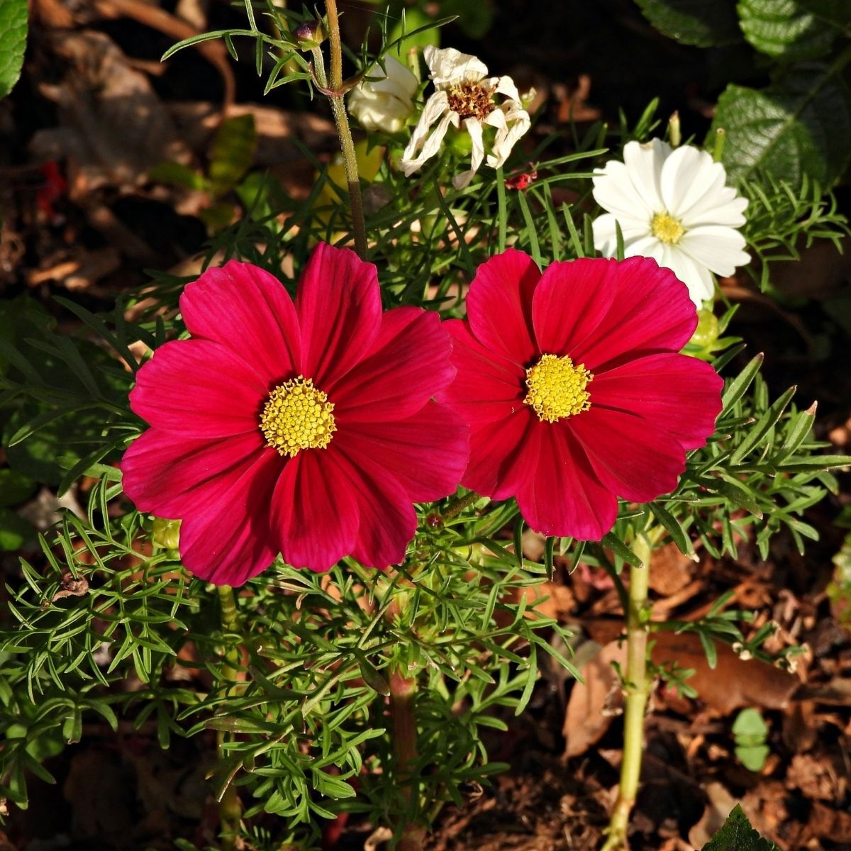 Cosmos- Versailles Red