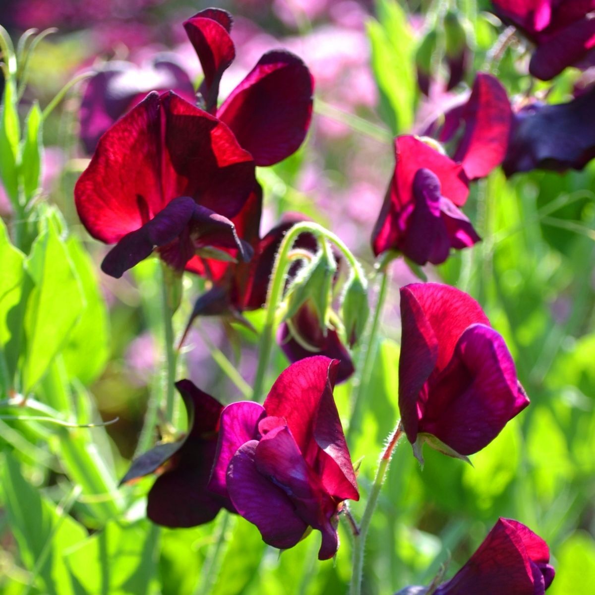 Sweetpea- Elegance Burgundy