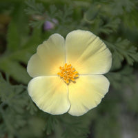 Californian Poppy- Sundew