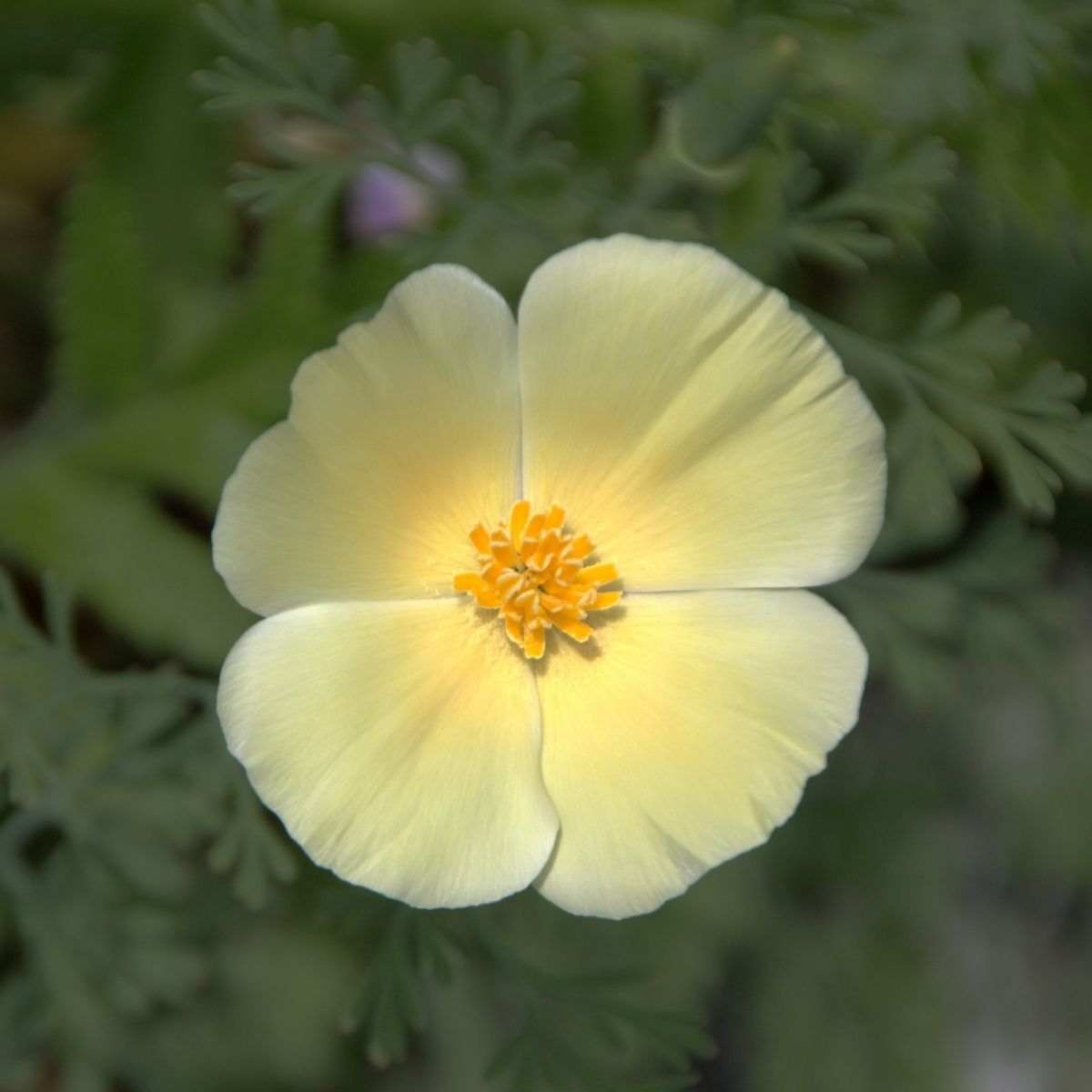Californian Poppy- Ivory Castle
