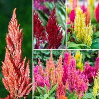 Celosia- Pampas Plume