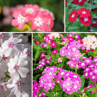 Phlox- Tall Mix