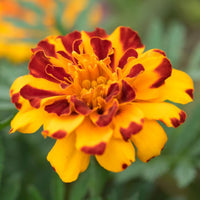 Marigold, French- Bolero