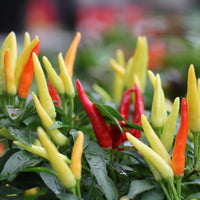 Chilli- Fire and Ice