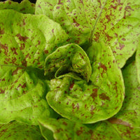 Lettuce- Speckled