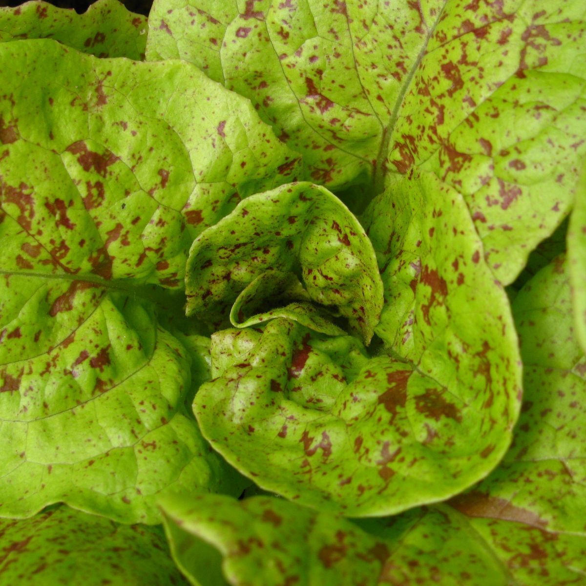 Lettuce- Speckled